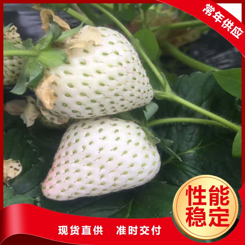 草莓苗桃树苗基地订制批发