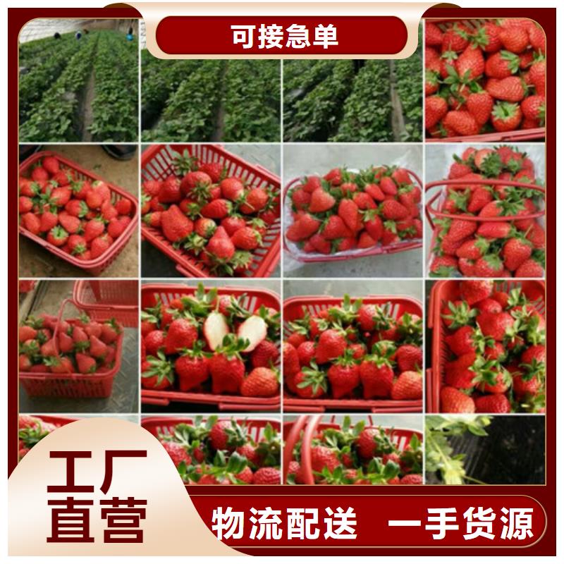 草莓苗-徐香猕猴桃树苗源头厂家直销