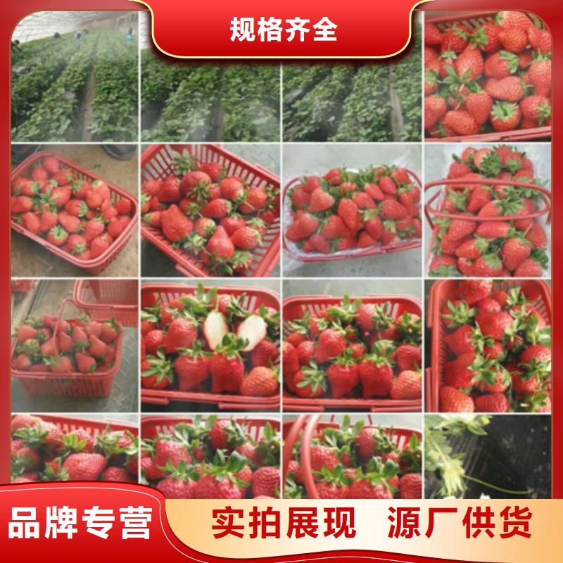 草莓苗白桃树苗多种规格库存充足