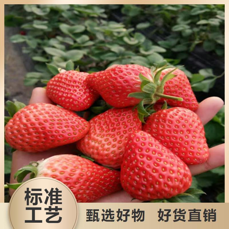 草莓苗-毛蟠桃树苗支持非标定制