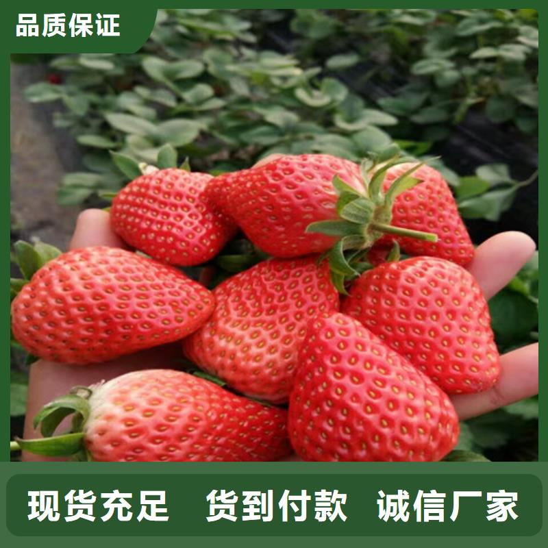 草莓苗-蓝宝石葡萄苗库存充足