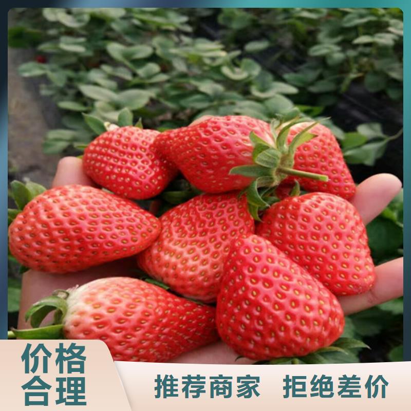 草莓苗板栗苗品质卓越