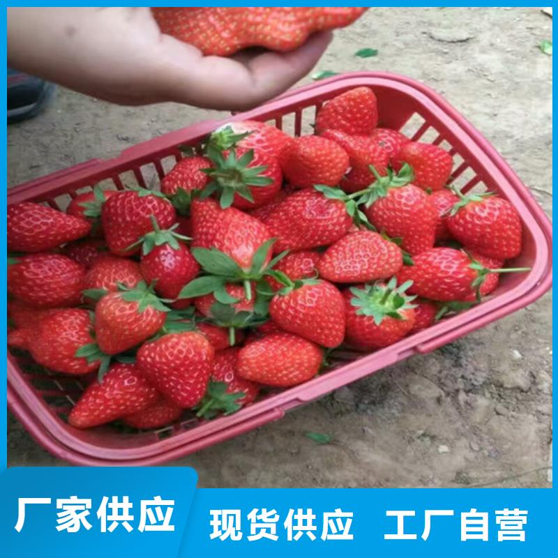 草莓苗黄桃树苗技术先进
