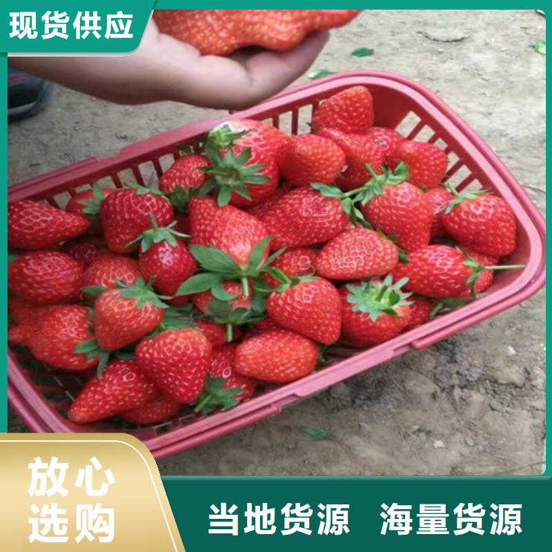 果树苗视频-甘肃省嘉峪关市|定西|金昌|兰州|张掖|酒泉果树苗-广祥