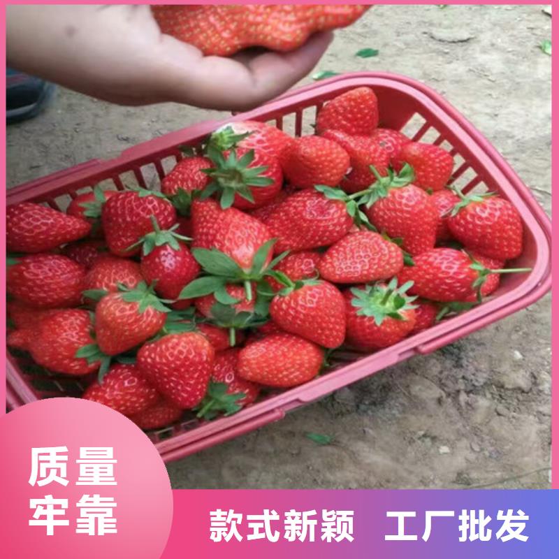 草莓苗,红油香椿树苗实力厂家