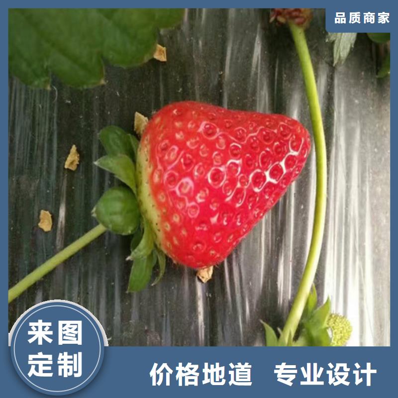 草莓苗冬雪蜜桃树苗选择我们没错