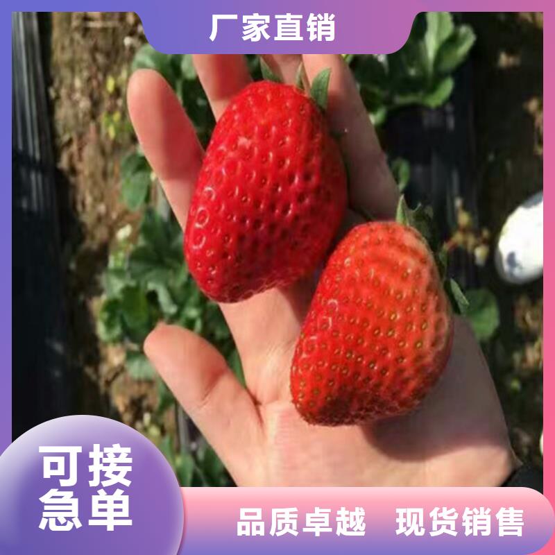 【草莓苗】黄宝石梨树苗N年生产经验
