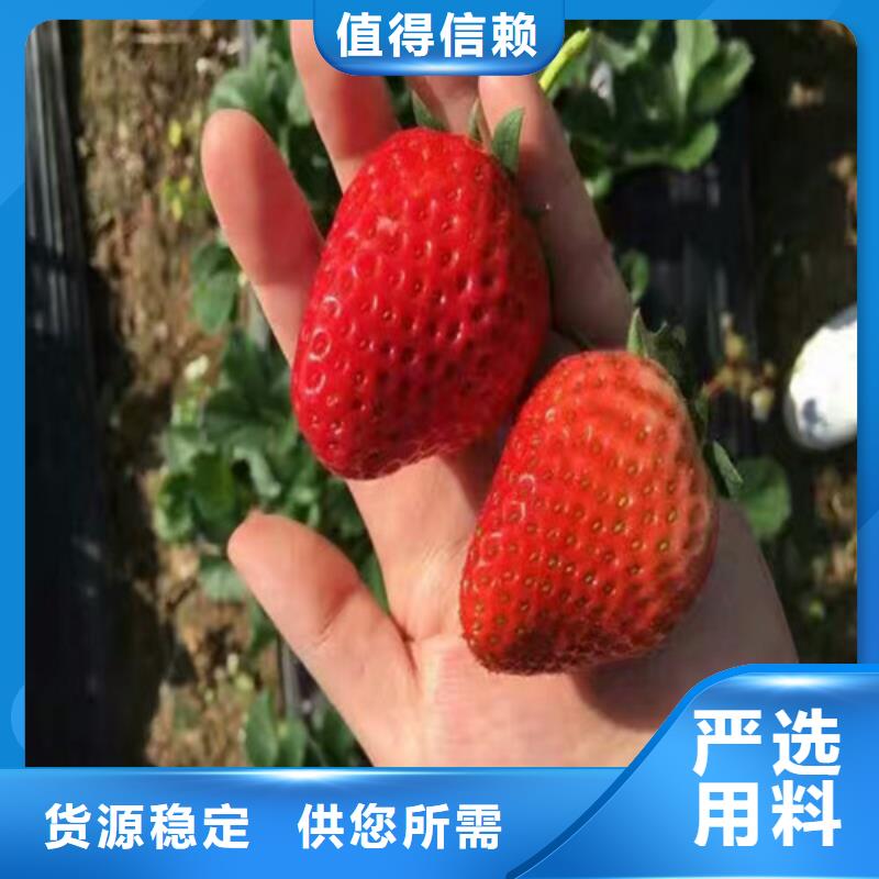 草莓苗蓝宝石葡萄苗品牌大厂家