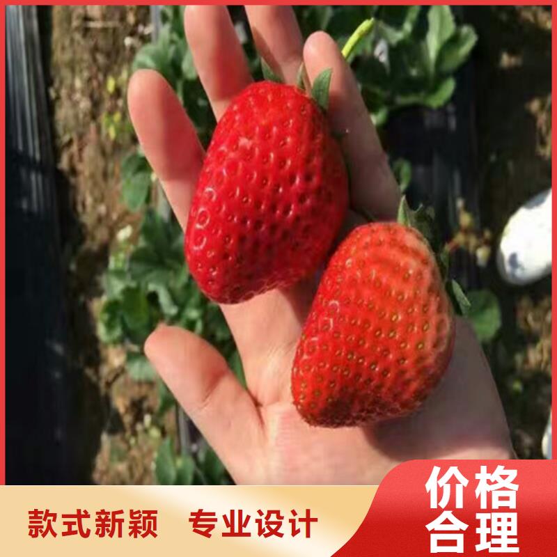草莓苗冬雪蜜桃树苗匠心制造