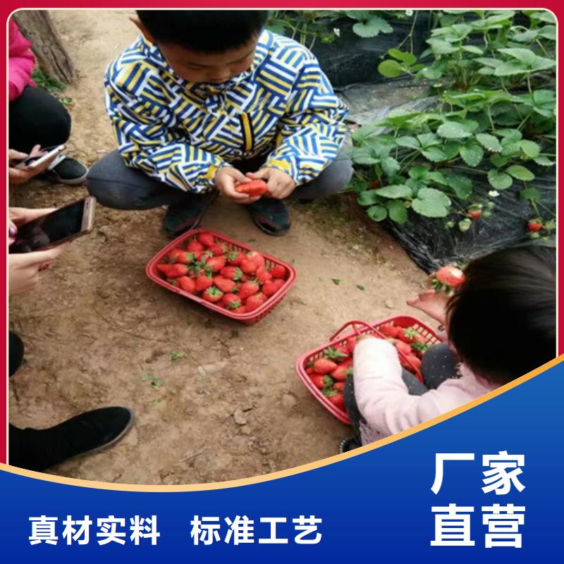 草莓苗樱桃苗好品质选我们
