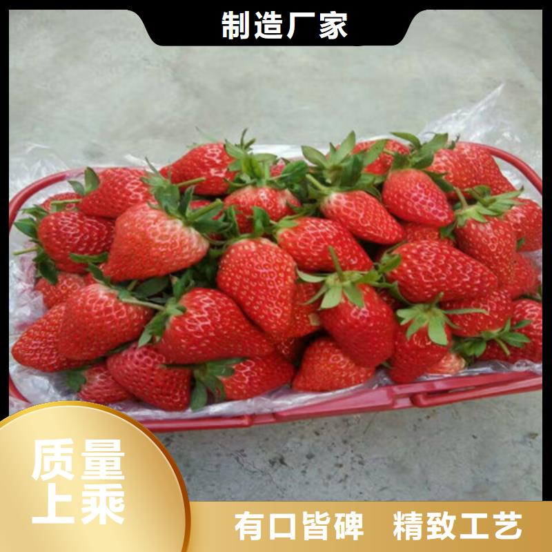 草莓苗【苹果苗】精工制作