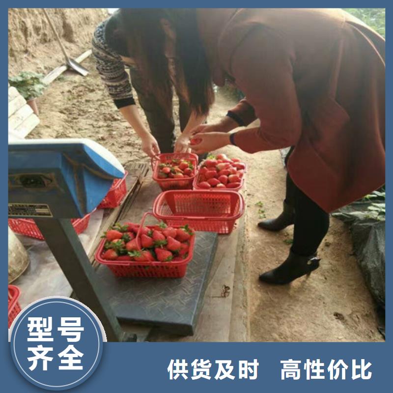 草莓苗桃树苗基地订制批发