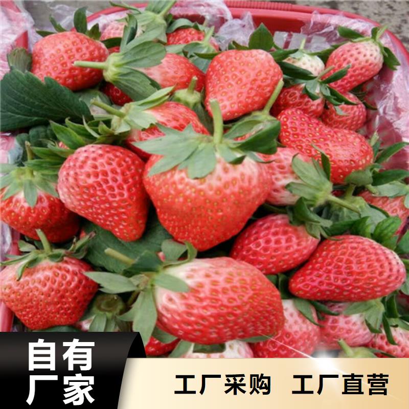 果树苗视频-甘肃省嘉峪关市|定西|金昌|兰州|张掖|酒泉果树苗-广祥