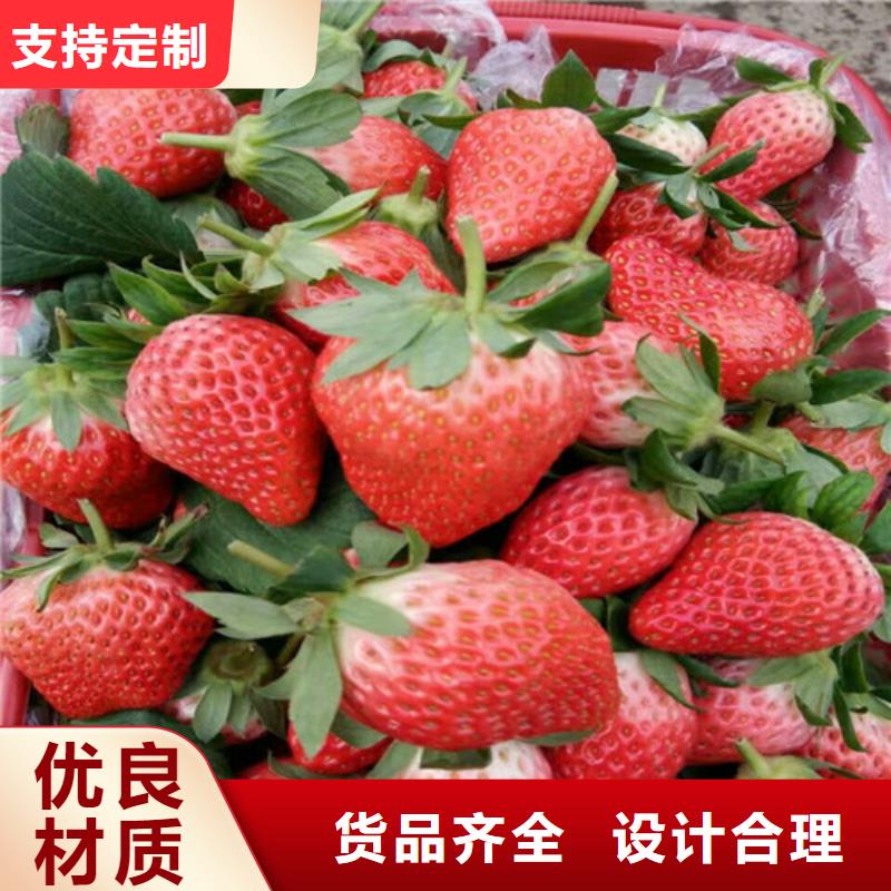 草莓苗甜柿子树苗专注细节更放心