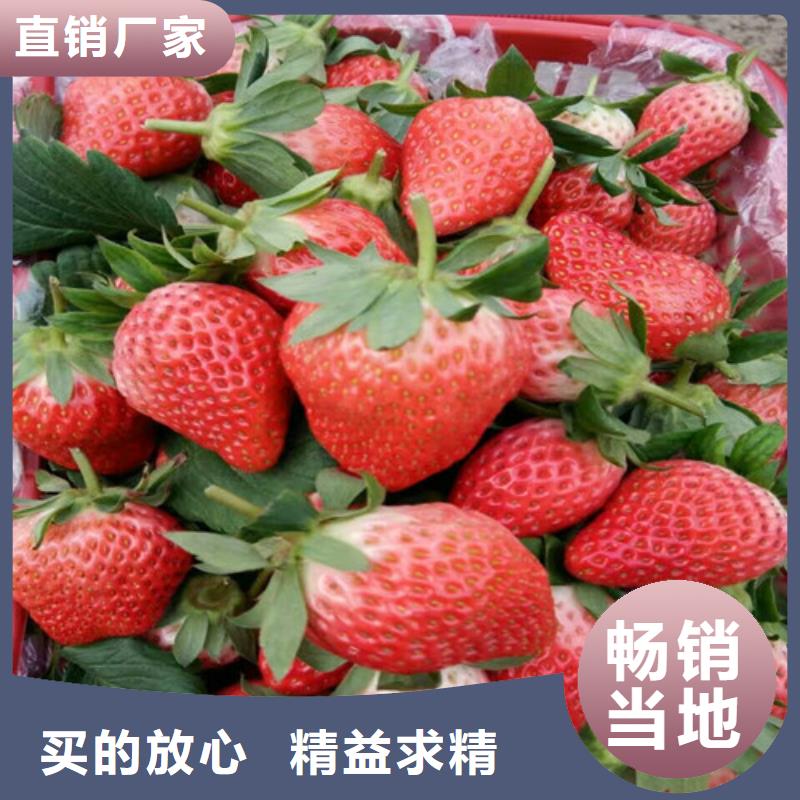 草莓苗苹果苗严选材质
