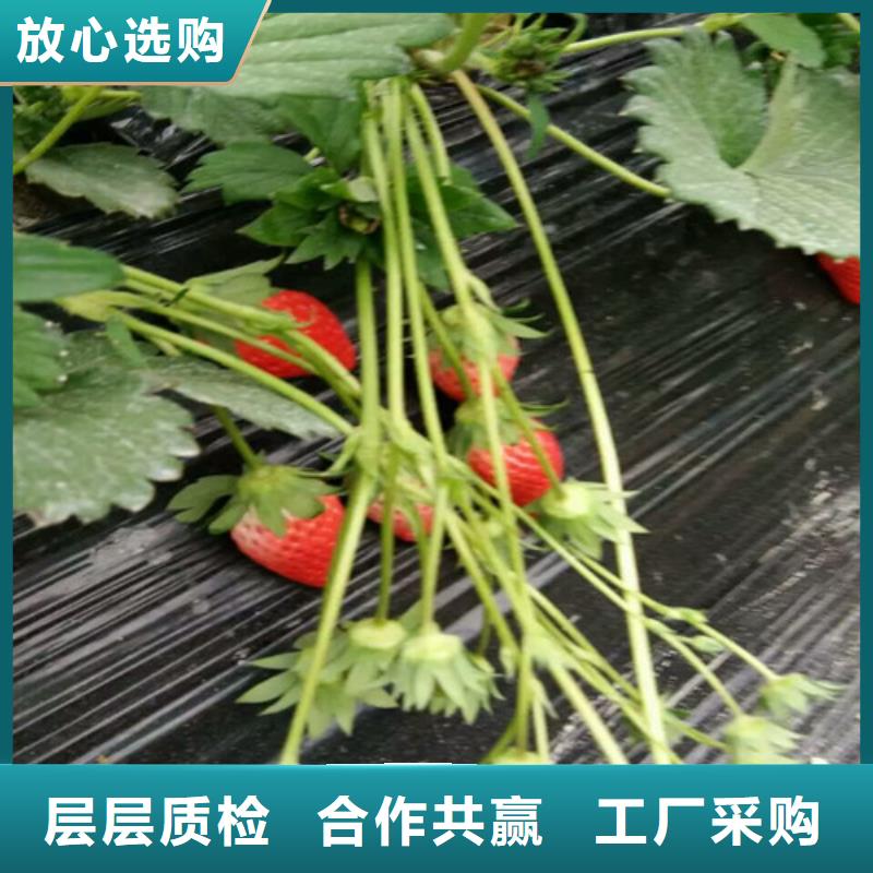 草莓苗樱桃苗您身边的厂家