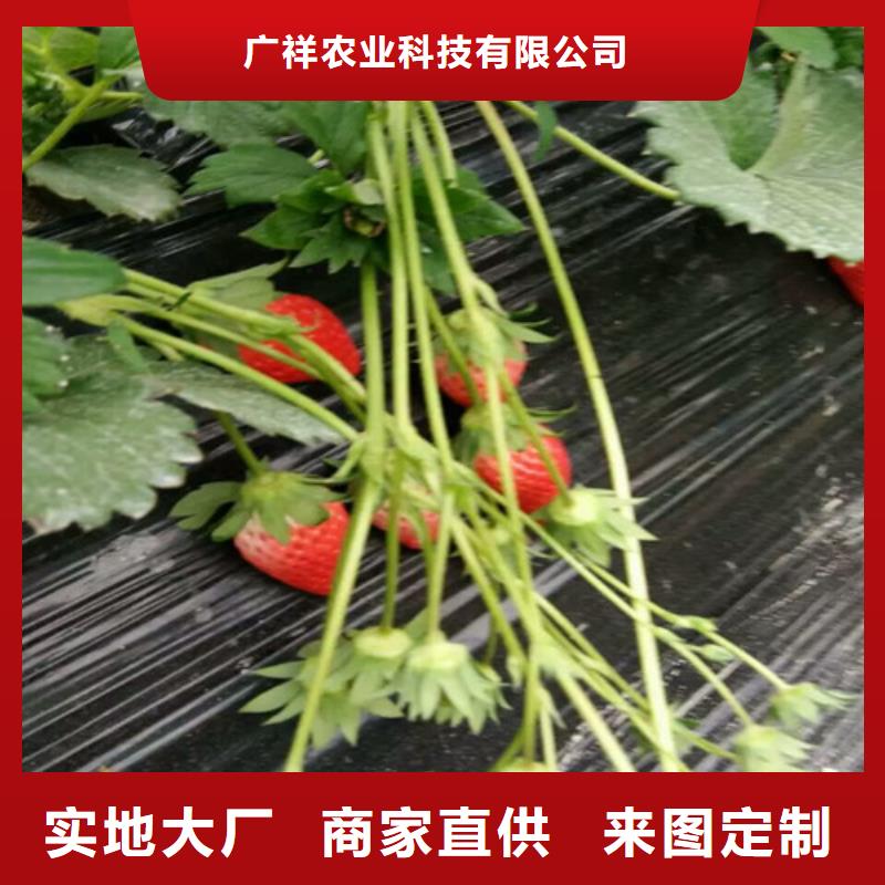 果树苗视频-甘肃省嘉峪关市|定西|金昌|兰州|张掖|酒泉果树苗-广祥