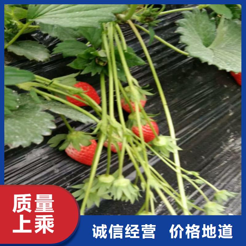 草莓苗红油香椿树苗质量为本