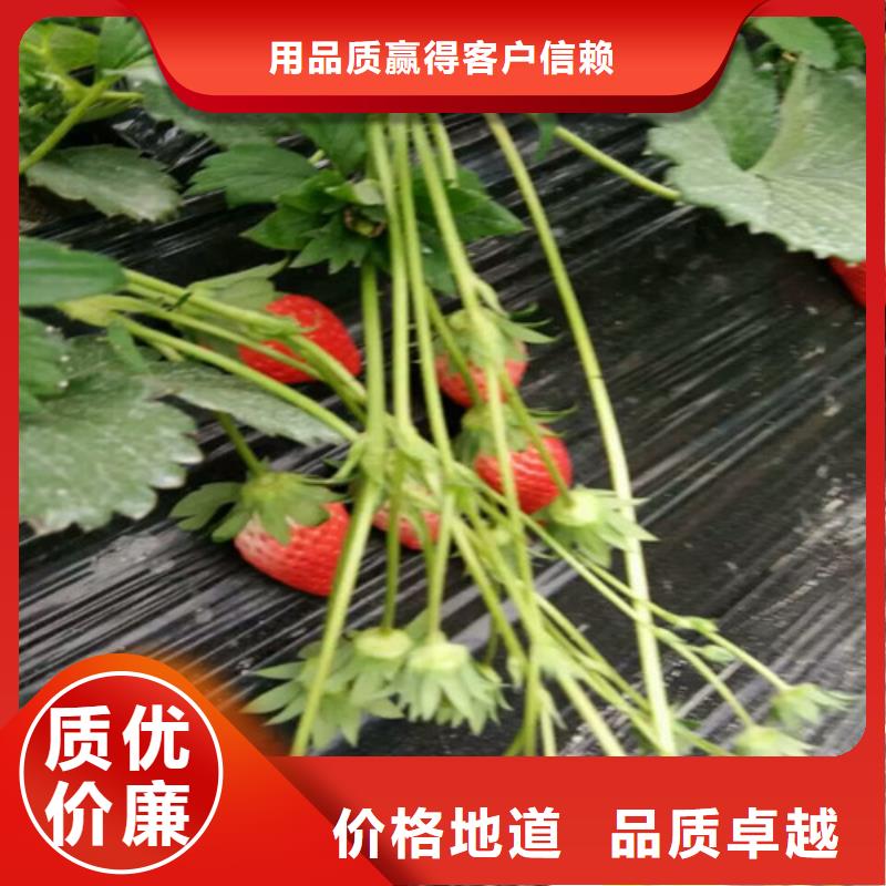 草莓苗苹果苗严选材质