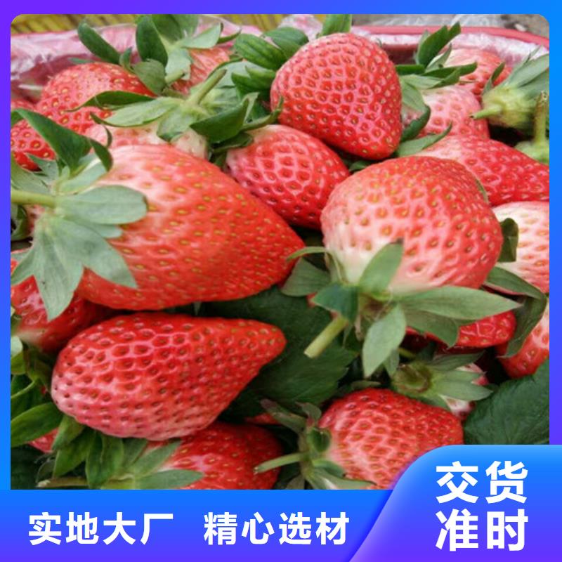 草莓苗冬雪蜜桃树苗匠心制造