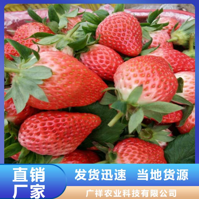 草莓苗苹果苗大厂家实力看得见