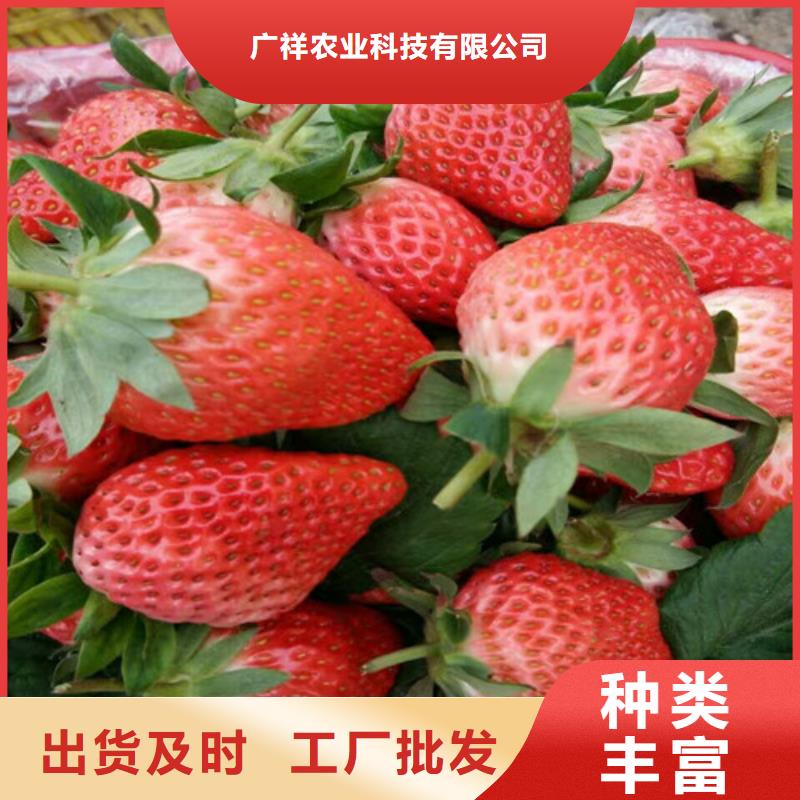 草莓苗 黄宝石梨树苗生产型