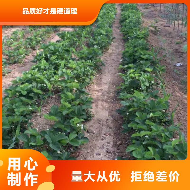 草莓苗,白桃树苗经销商