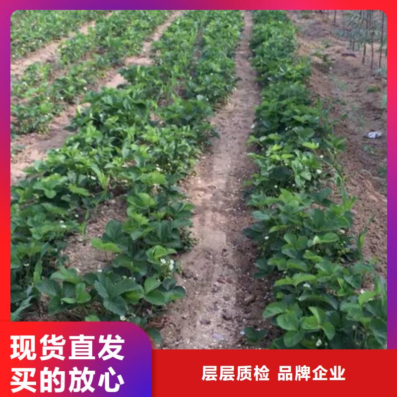 草莓苗樱桃苗您身边的厂家