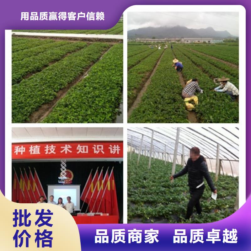 草莓苗-徐香猕猴桃树苗源头厂家直销