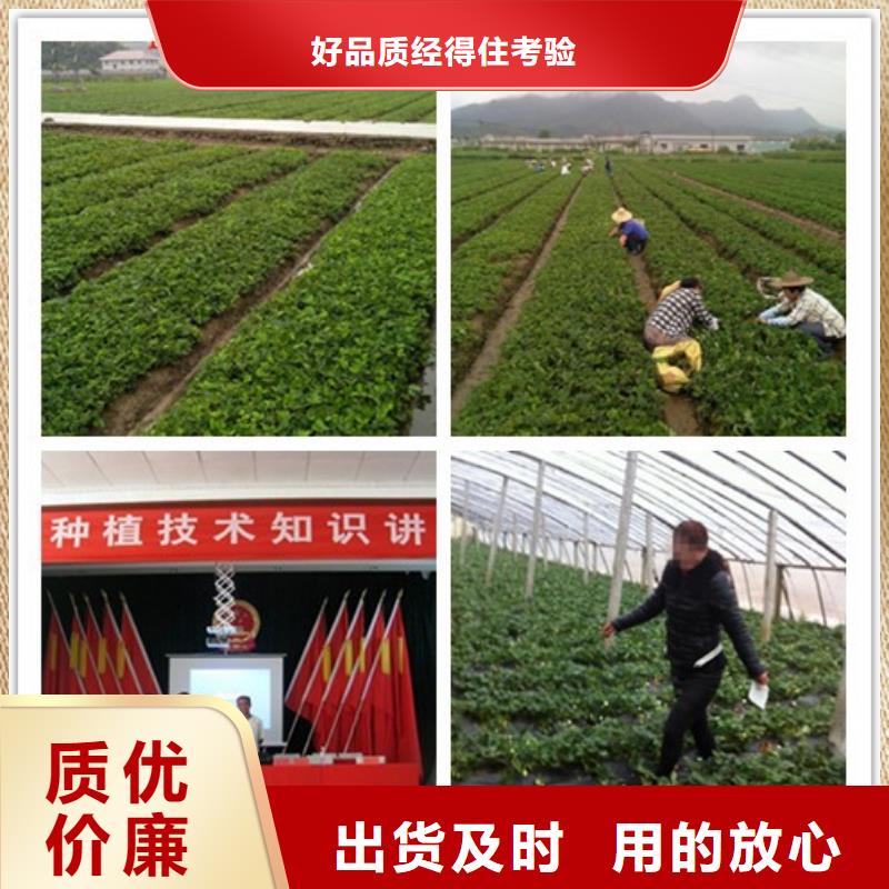 草莓苗樱桃苗大厂生产品质