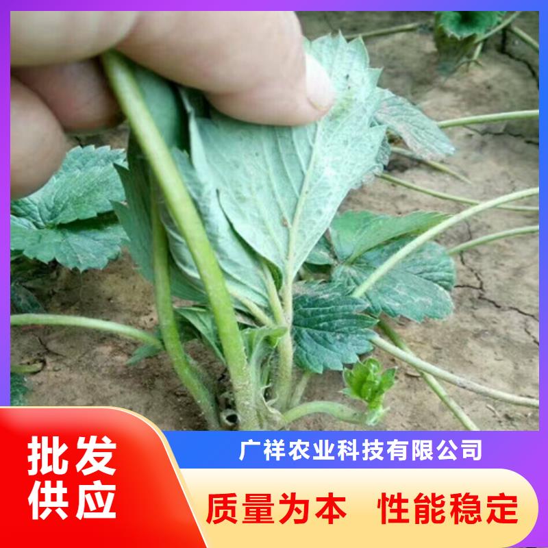 草莓苗-蟠枣树苗可定制有保障