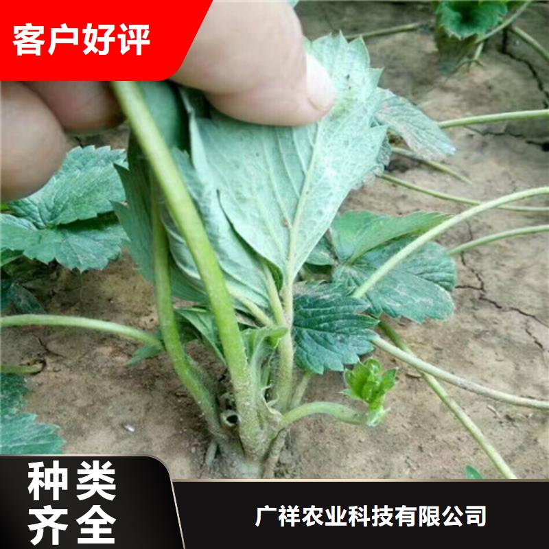 草莓苗甜柿子树苗专注细节更放心