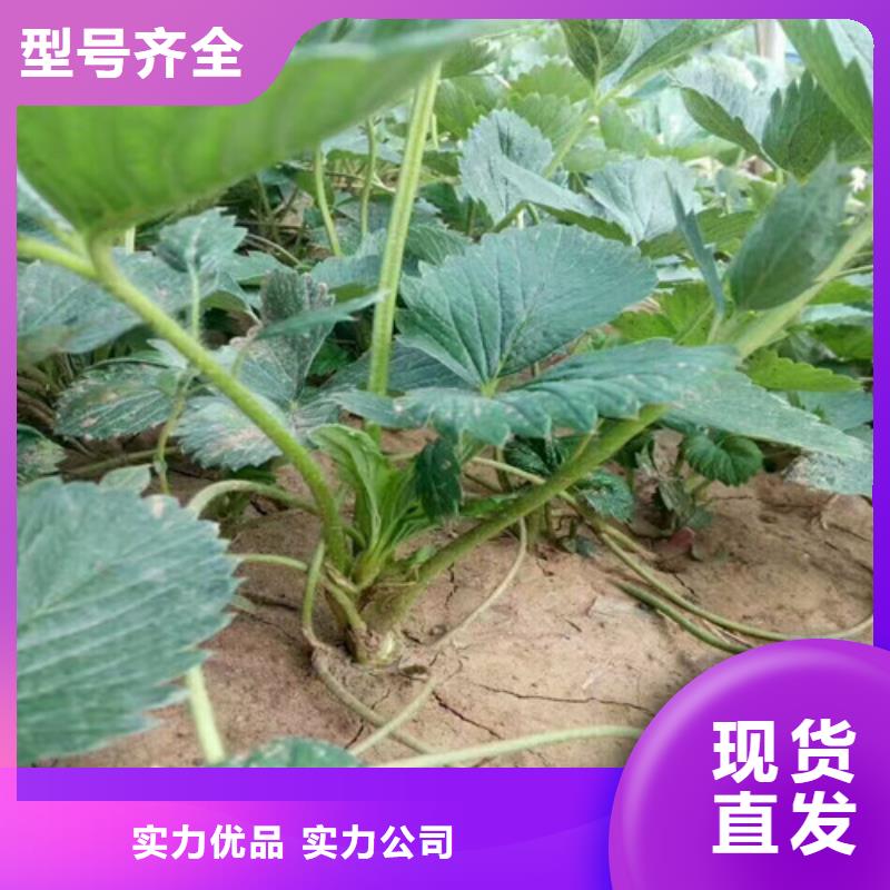 草莓苗冬桃树苗诚信厂家