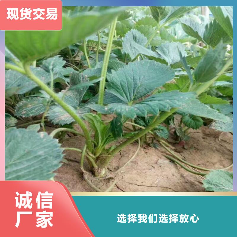 草莓苗樱桃苗源头采购