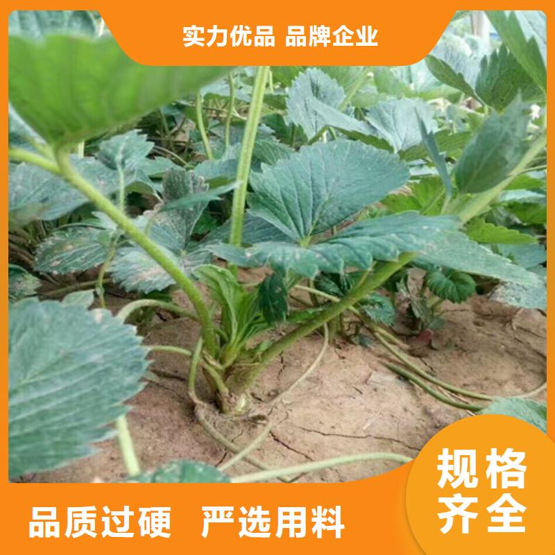 草莓苗柱状梨树苗生产加工