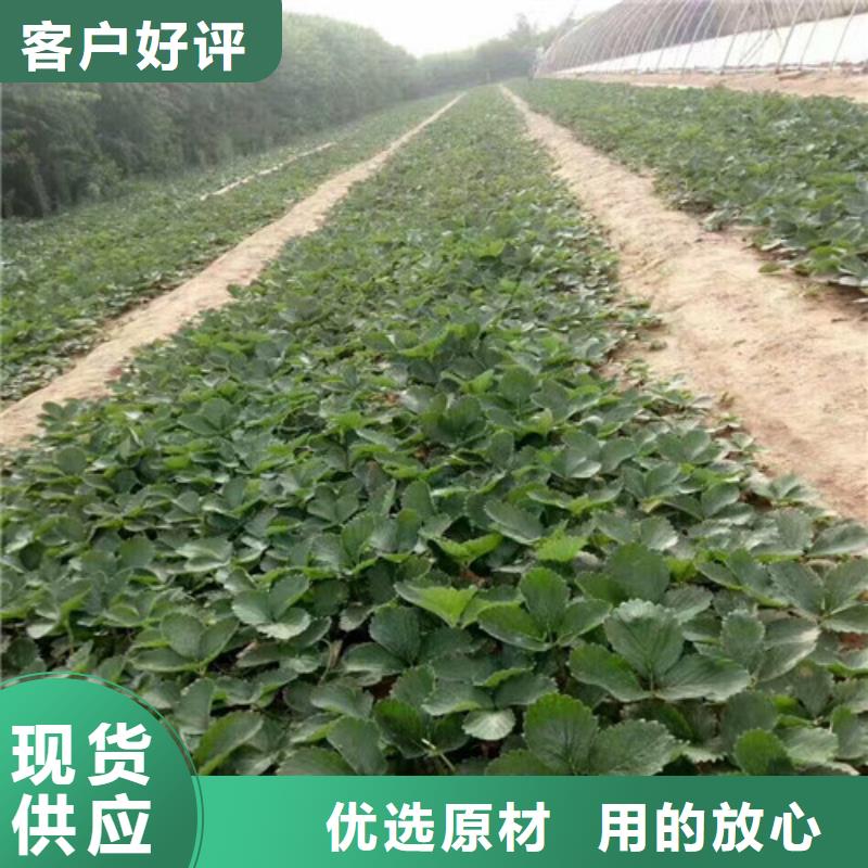 草莓苗黄金苹果树苗基地适用范围广