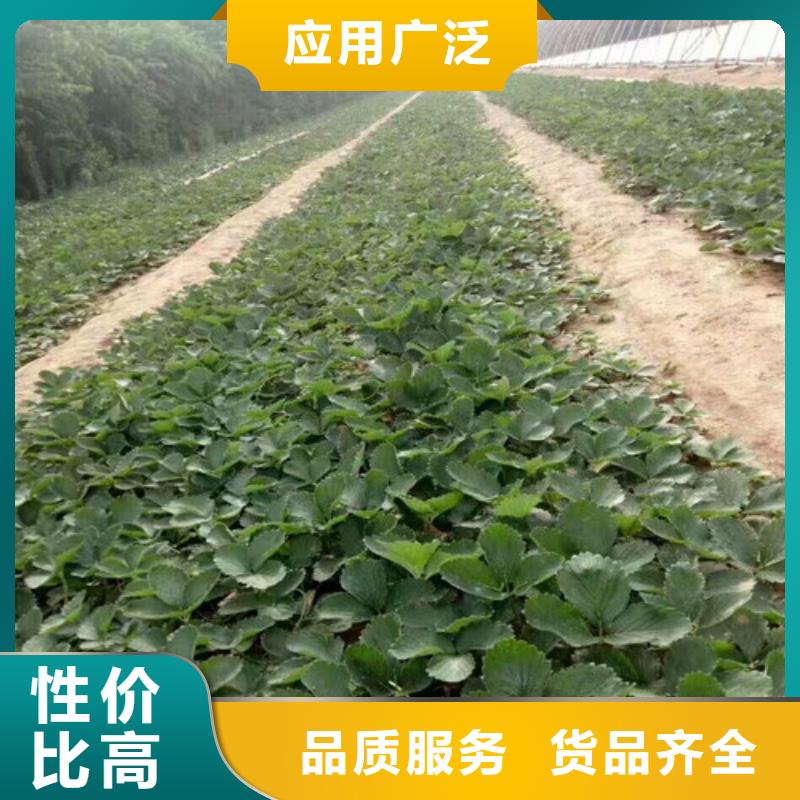 草莓苗_香椿树苗款式新颖