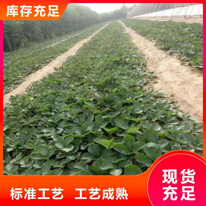 【草莓苗梨树苗基地厂家规格全】