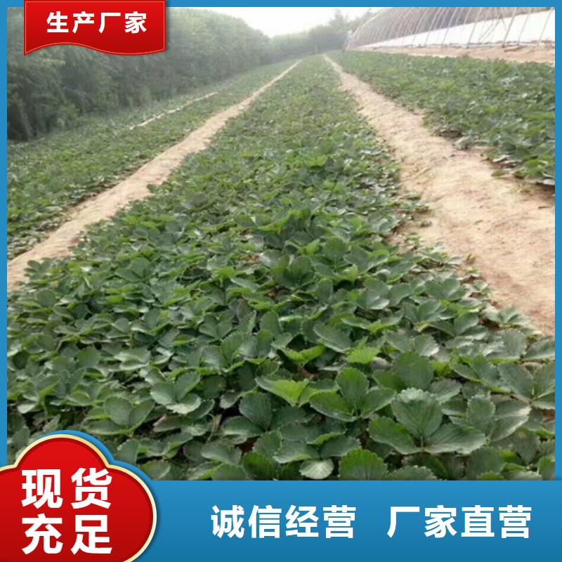 草莓苗苹果苗基地实拍展现