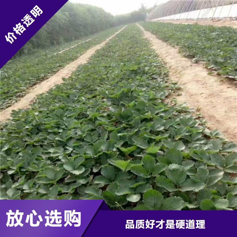 草莓苗香梨树苗快捷物流