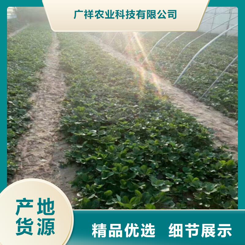 草莓苗_软籽石榴树苗厂家型号齐全