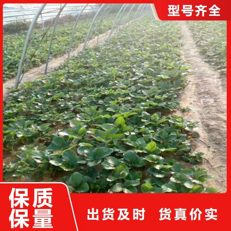 草莓苗果树苗品质做服务