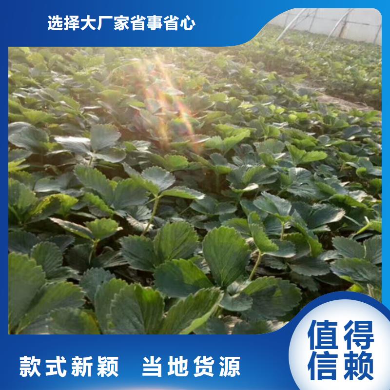 果树苗视频-果树苗-安徽省巢湖市本地品牌-合肥|淮南|六安|滁州|黄山