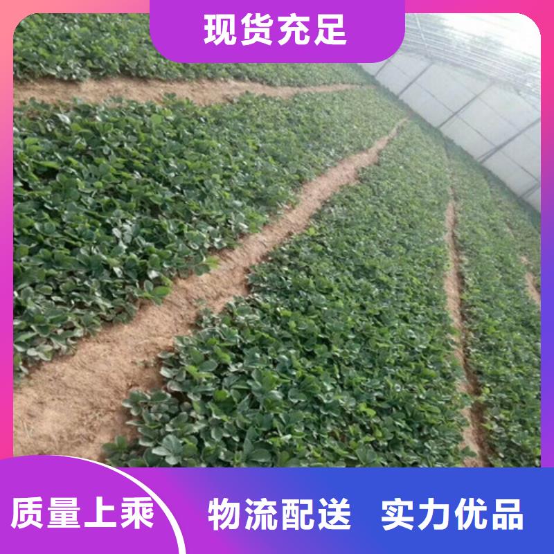 【草莓苗】香梨树苗质优价廉