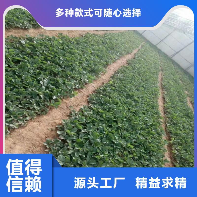 草莓苗黄桃树苗现货