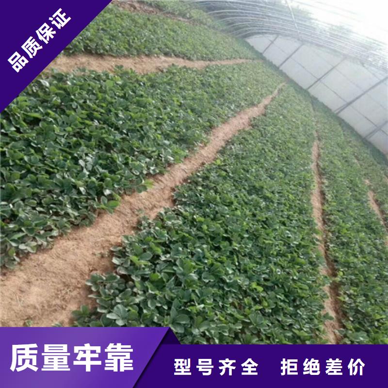 草莓苗板栗苗专业设计