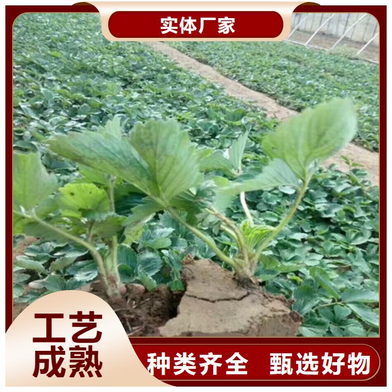 草莓苗苹果苗严选材质