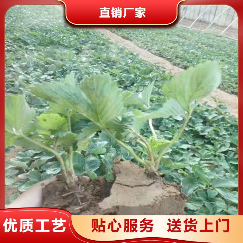 草莓苗板栗苗专业设计