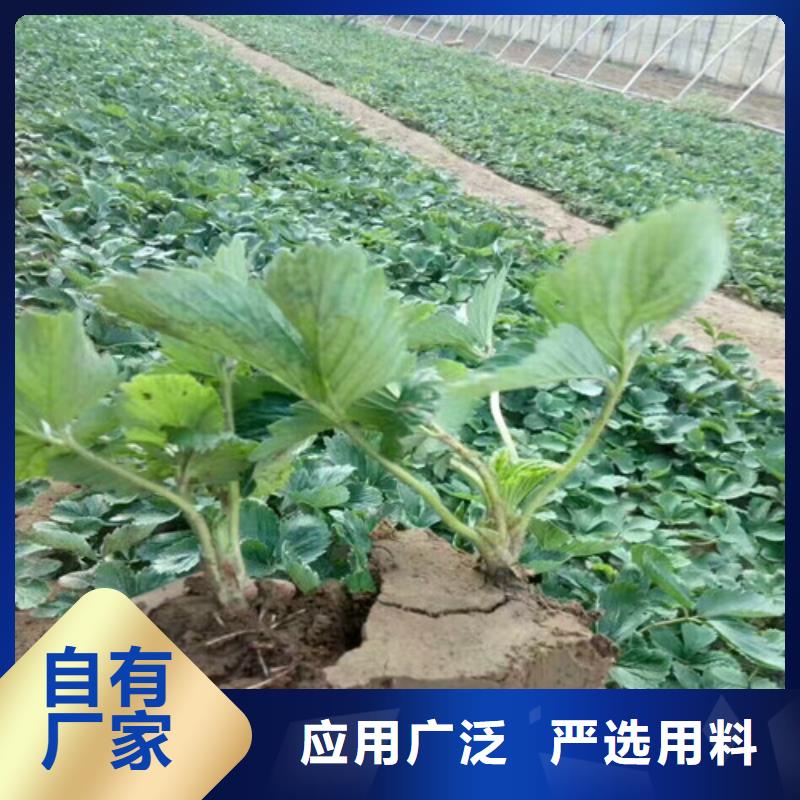 草莓苗_冬雪蜜桃树苗欢迎新老客户垂询