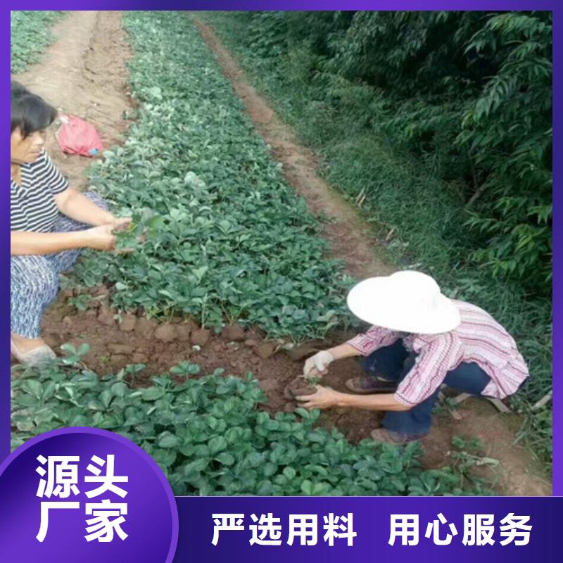草莓苗葡萄苗分类和特点